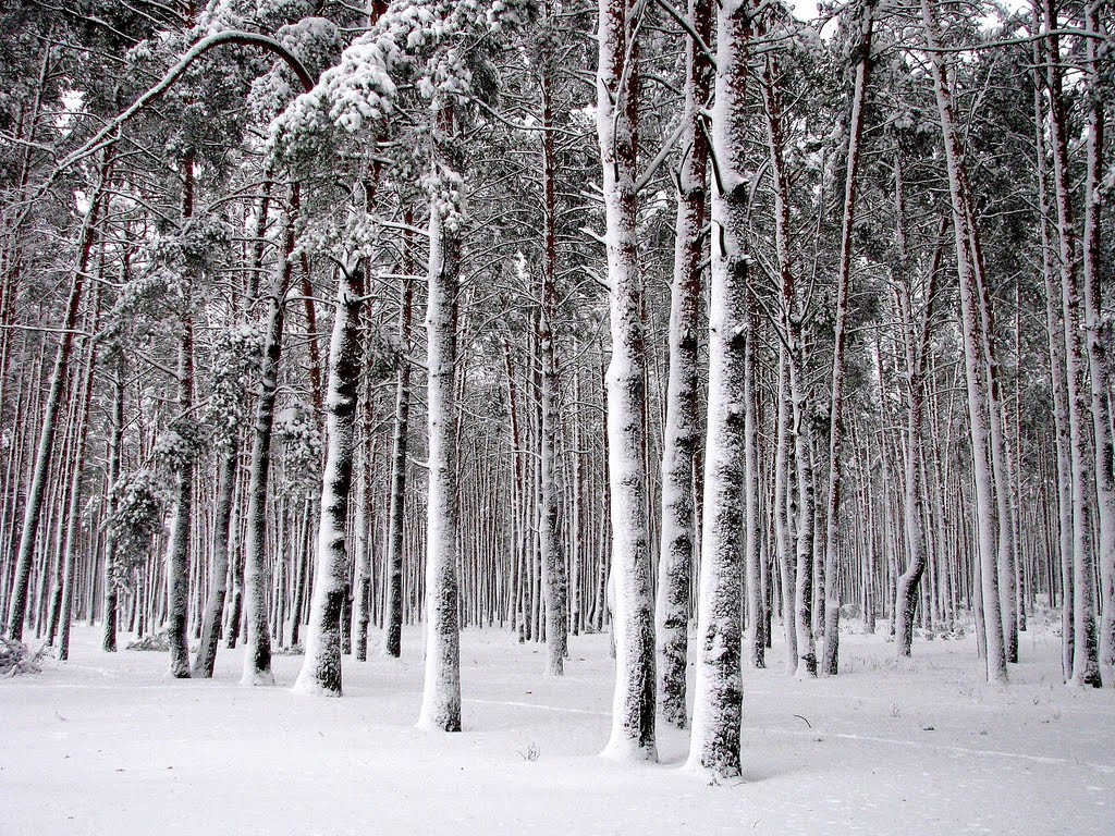 парк зимой