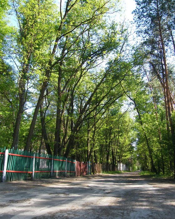 Дорога лісом до табору