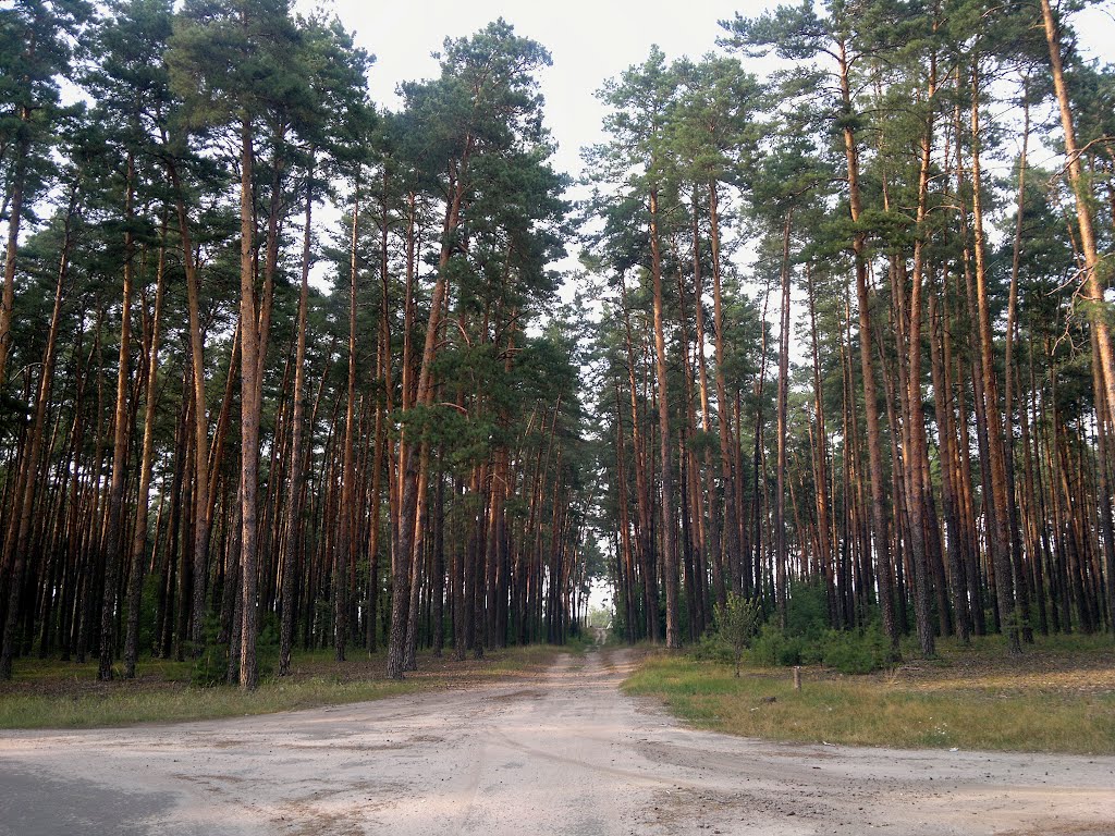 Лес