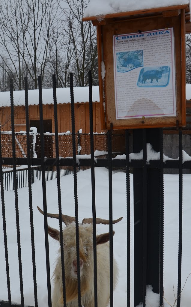Цап або дика свиня