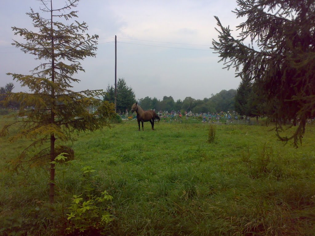 кінь