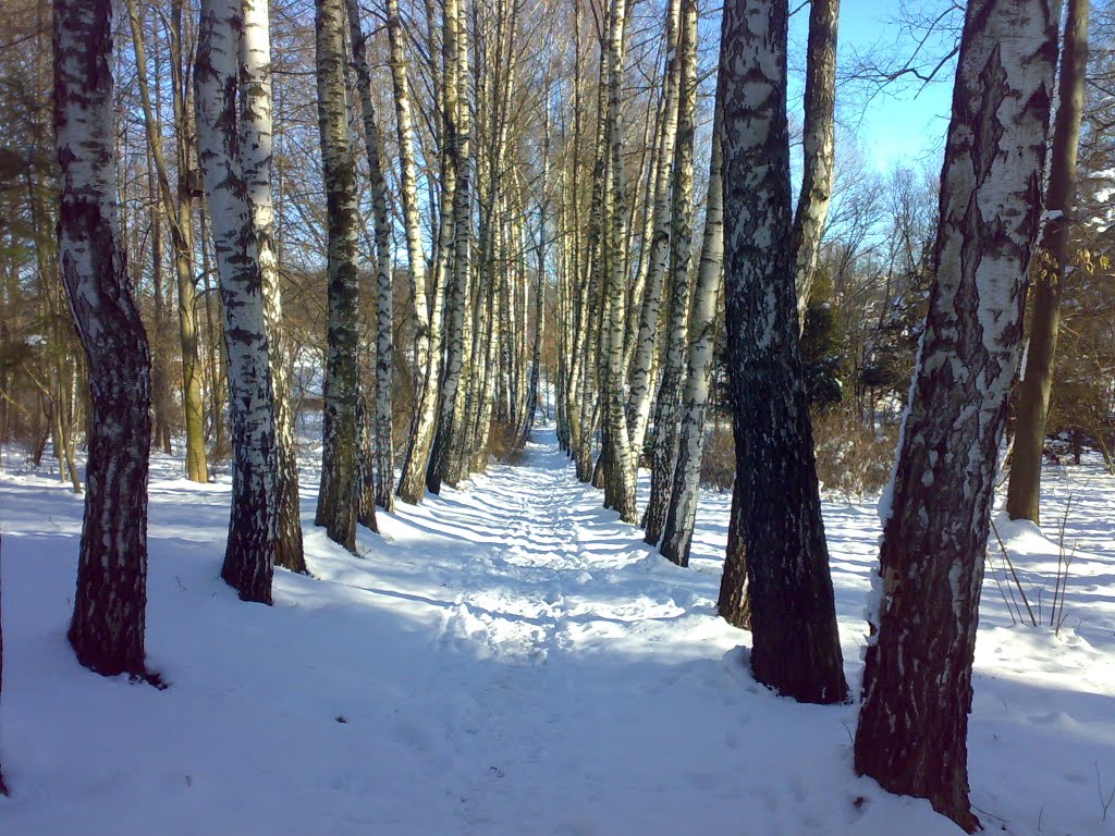 березова доріжка