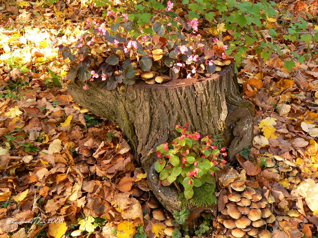 Stump