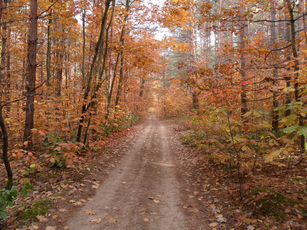 Дорога в лесу около с.Хоросница / The road in the forest near Horosnitsa