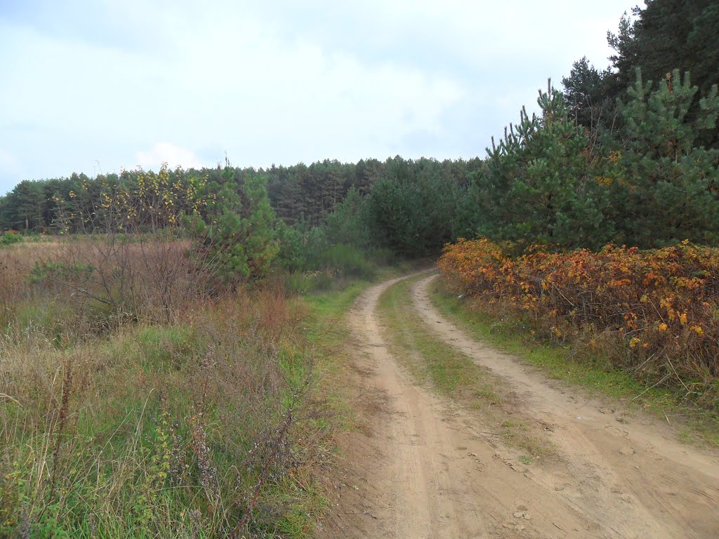 Дорога в лес / Road in the forest
