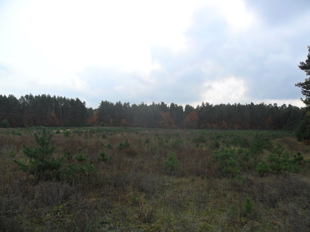 Опушка леса / Edge of a wood