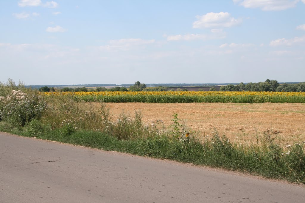 поле