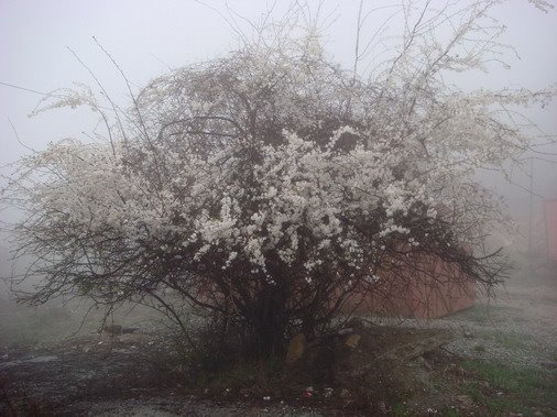 Mist 7