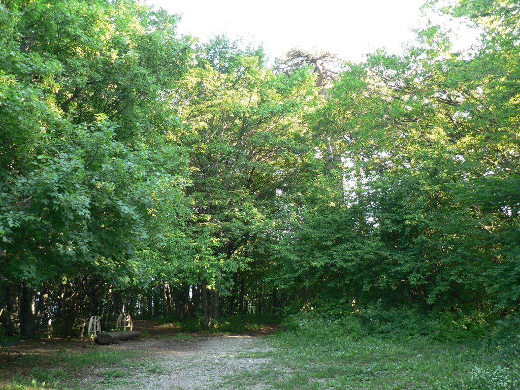 In the Crimean forest down from Ai-Petri