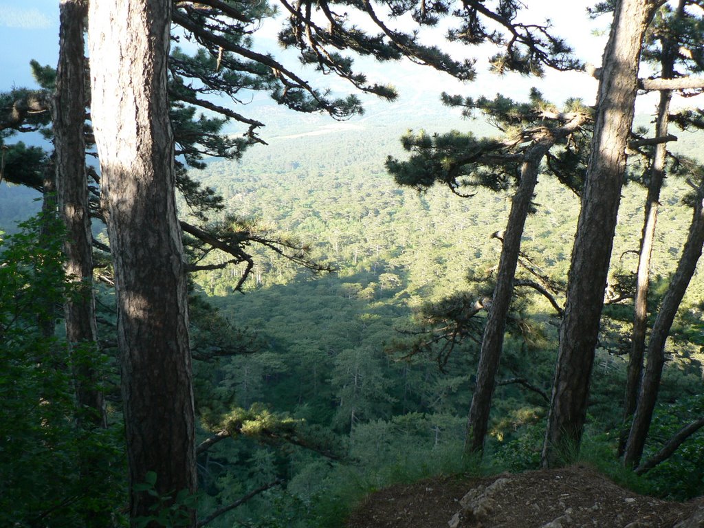 In the Crimean conifer forest