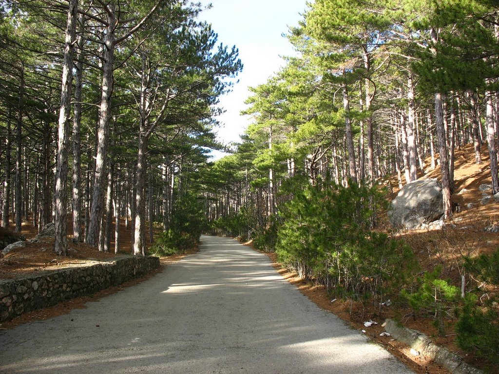 Pine forest