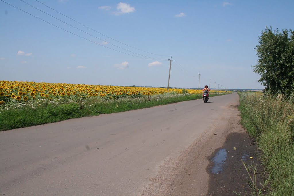 подсолнухи