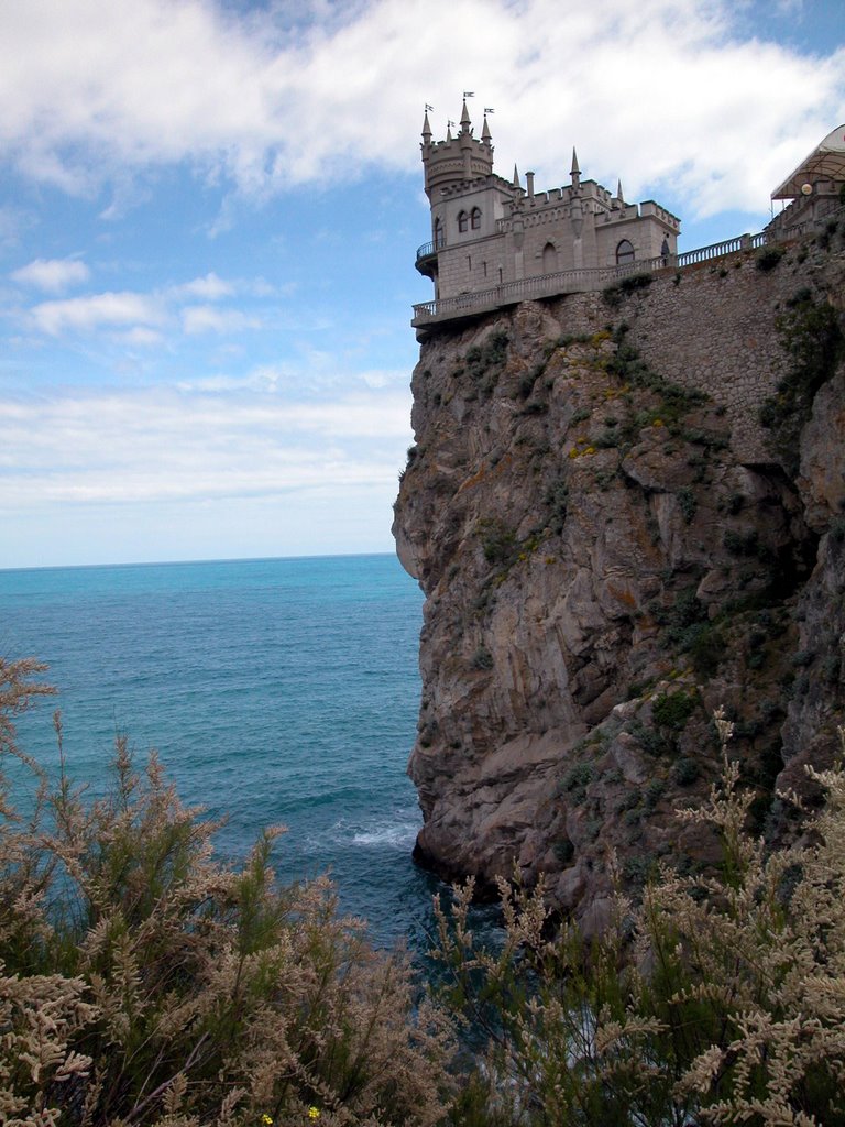 swallows nest
