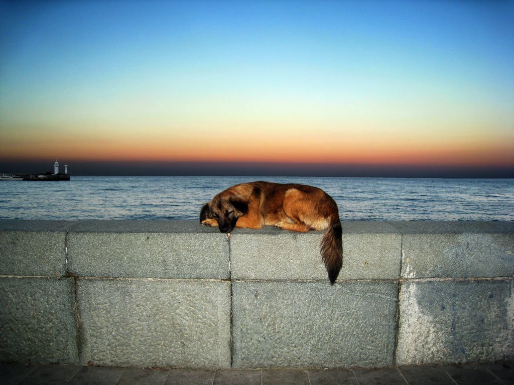 Resting dog on Black sea