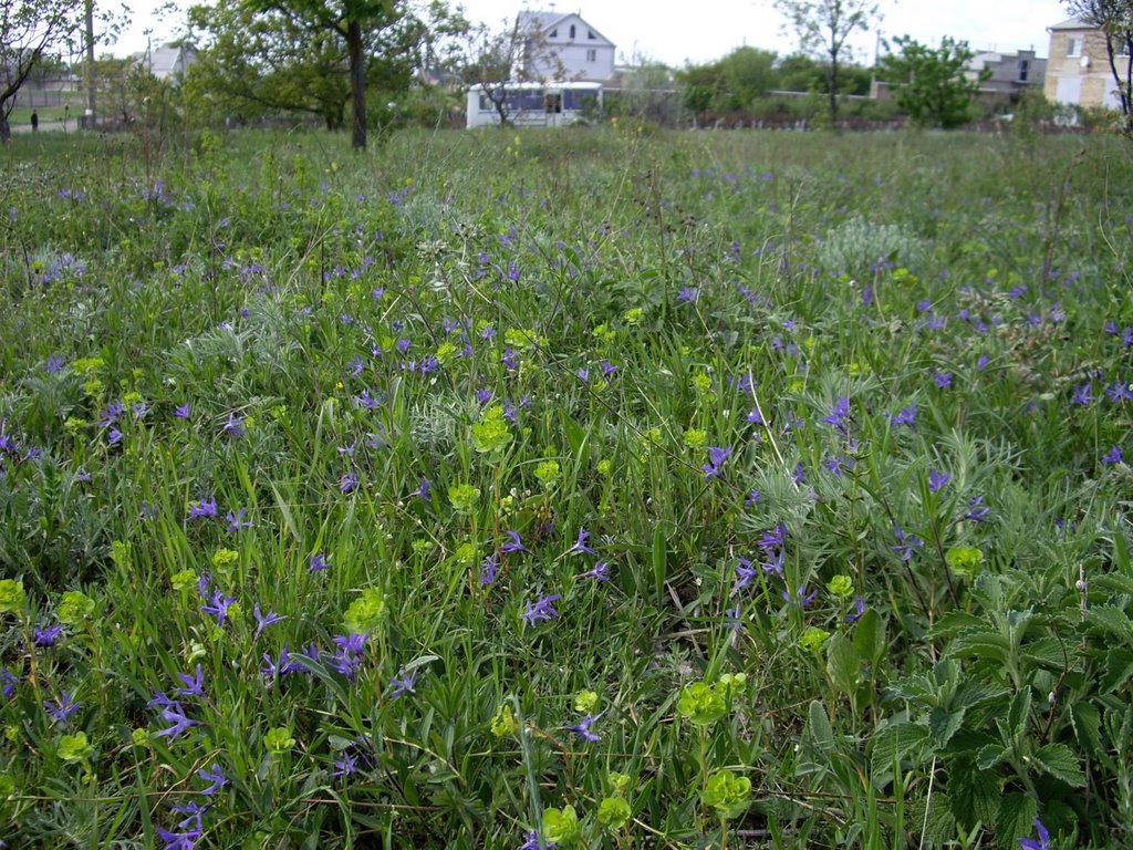 Steppe flowers