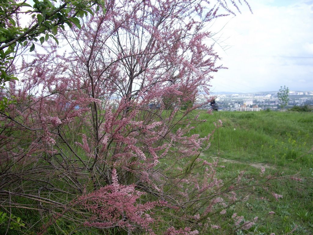 red flower bush