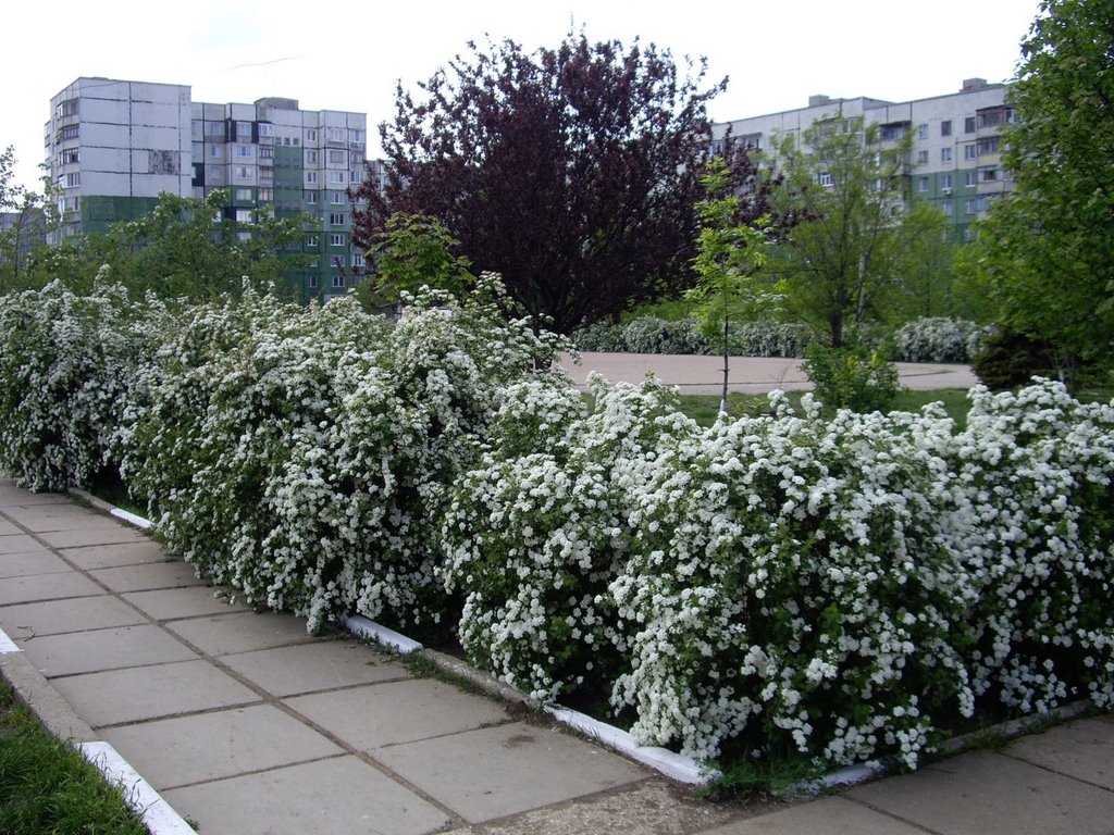near school stadium
