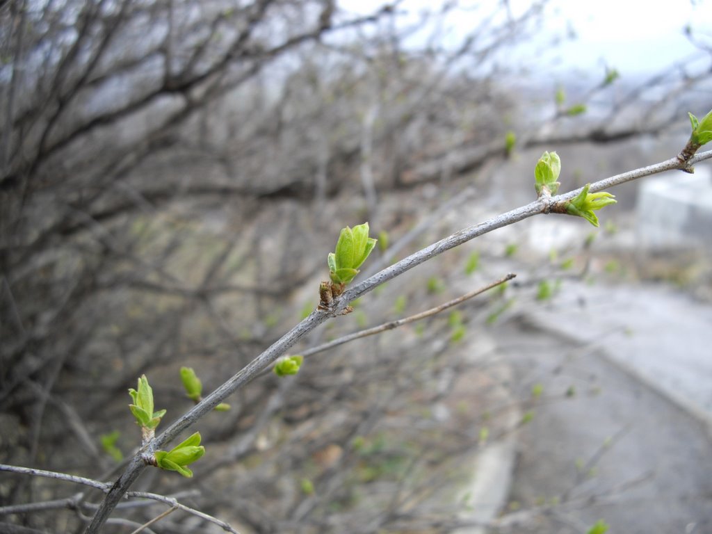 Spring