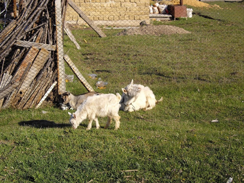 goat and kids
