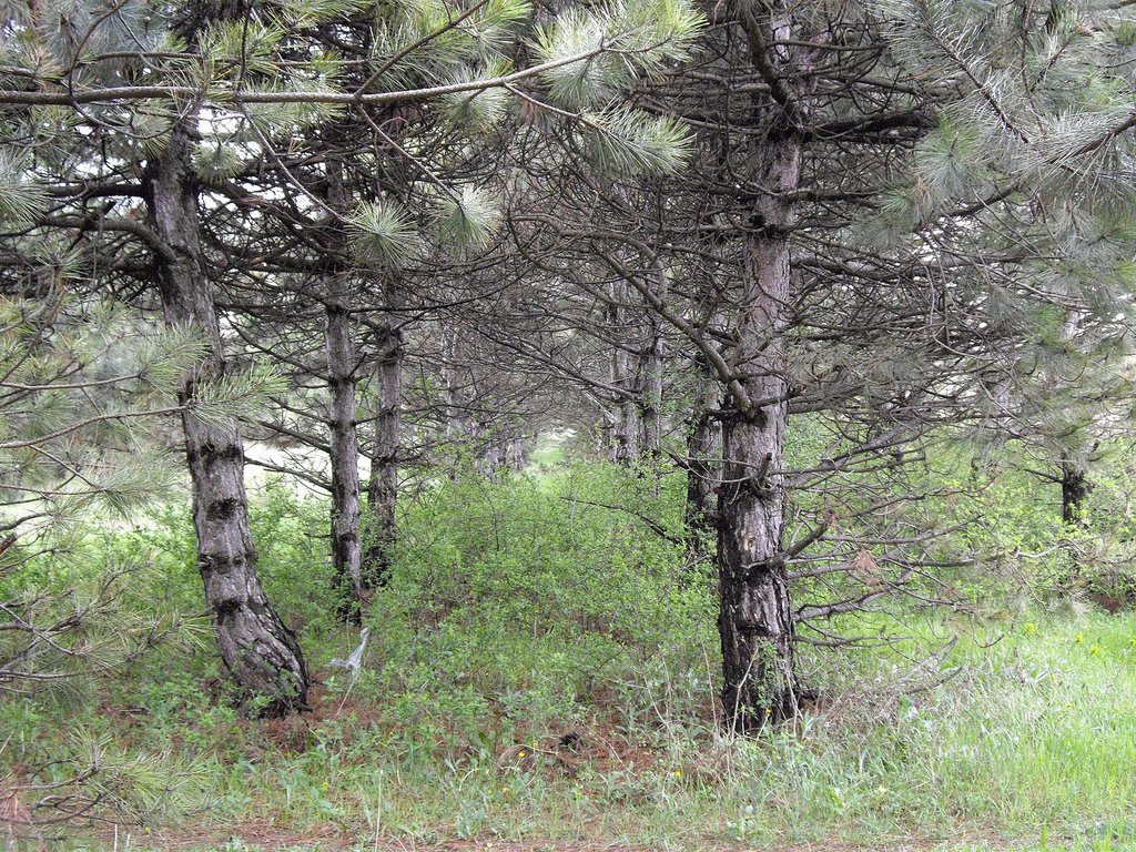 Pines