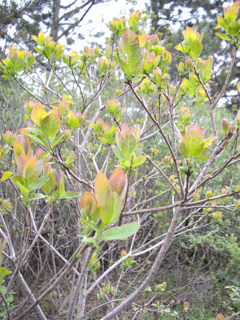 bush