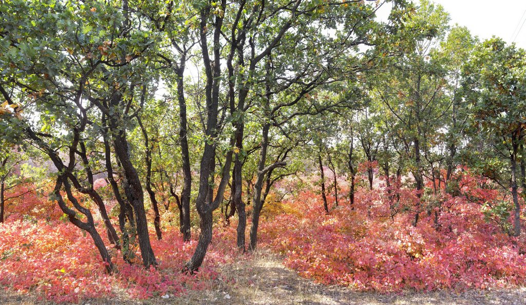 Indian summer