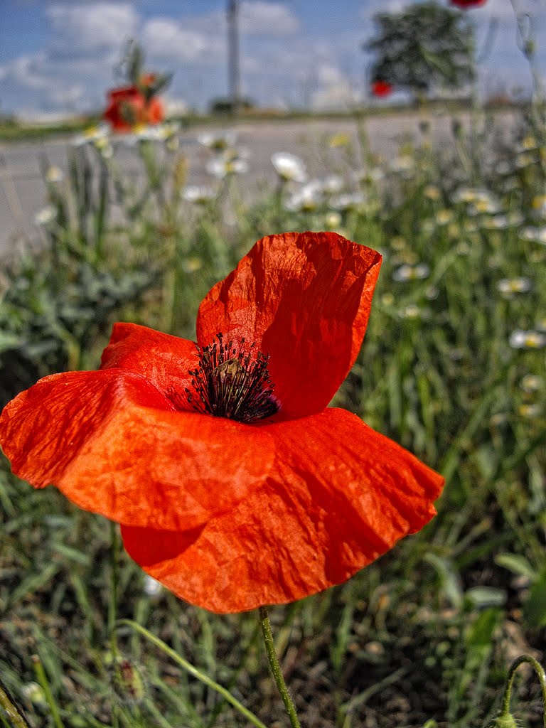 Papaver
