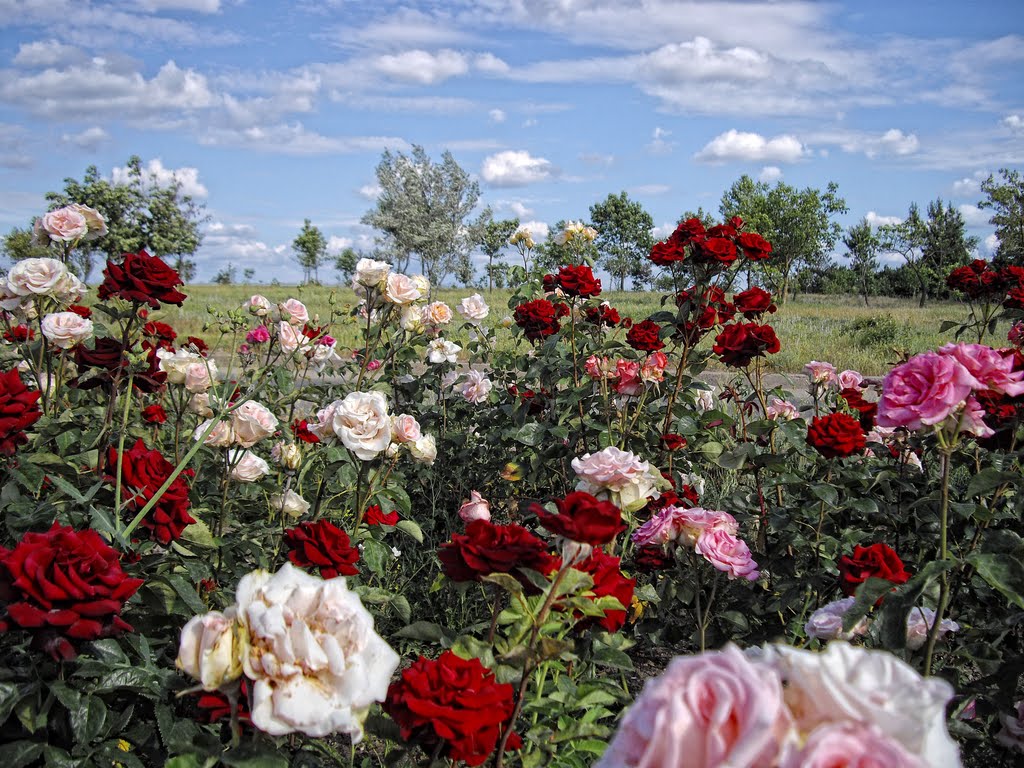 Roses and sky.