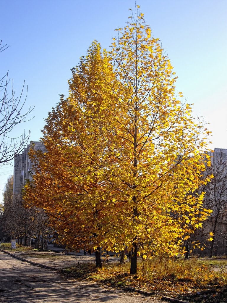plane-tree