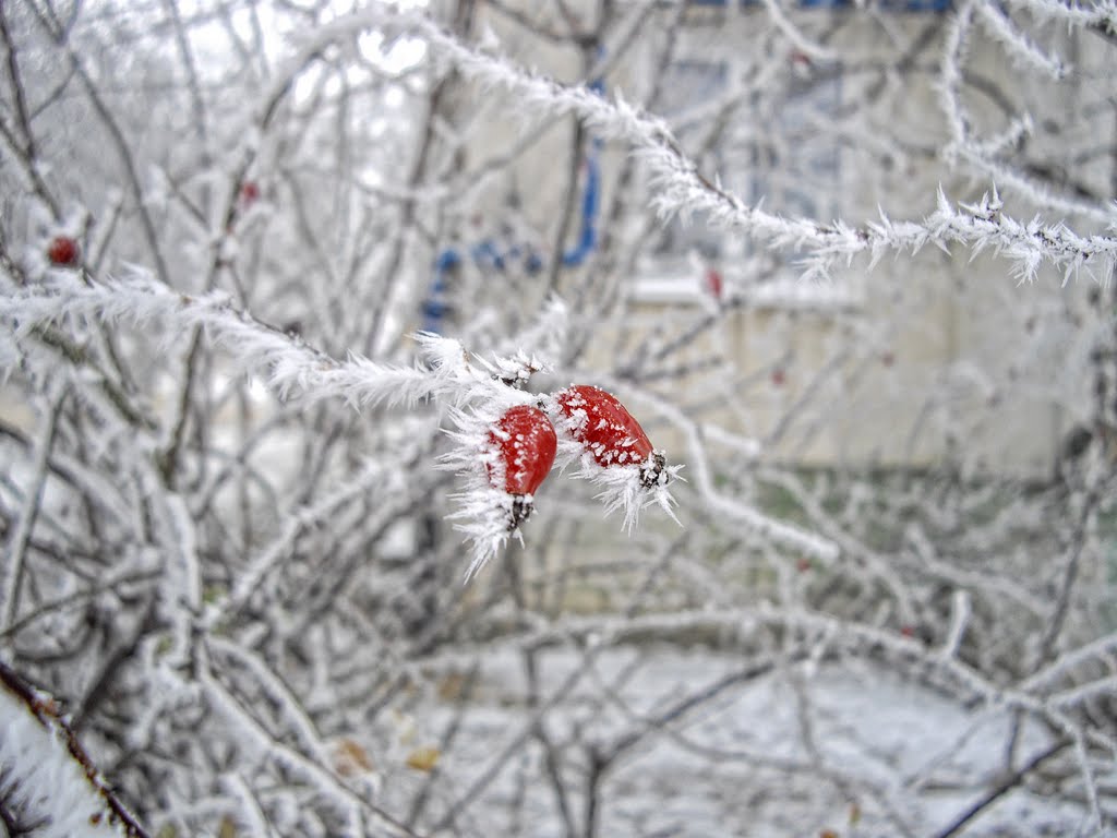Winter 2011