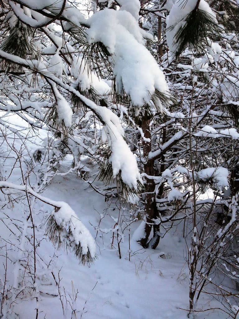 snow