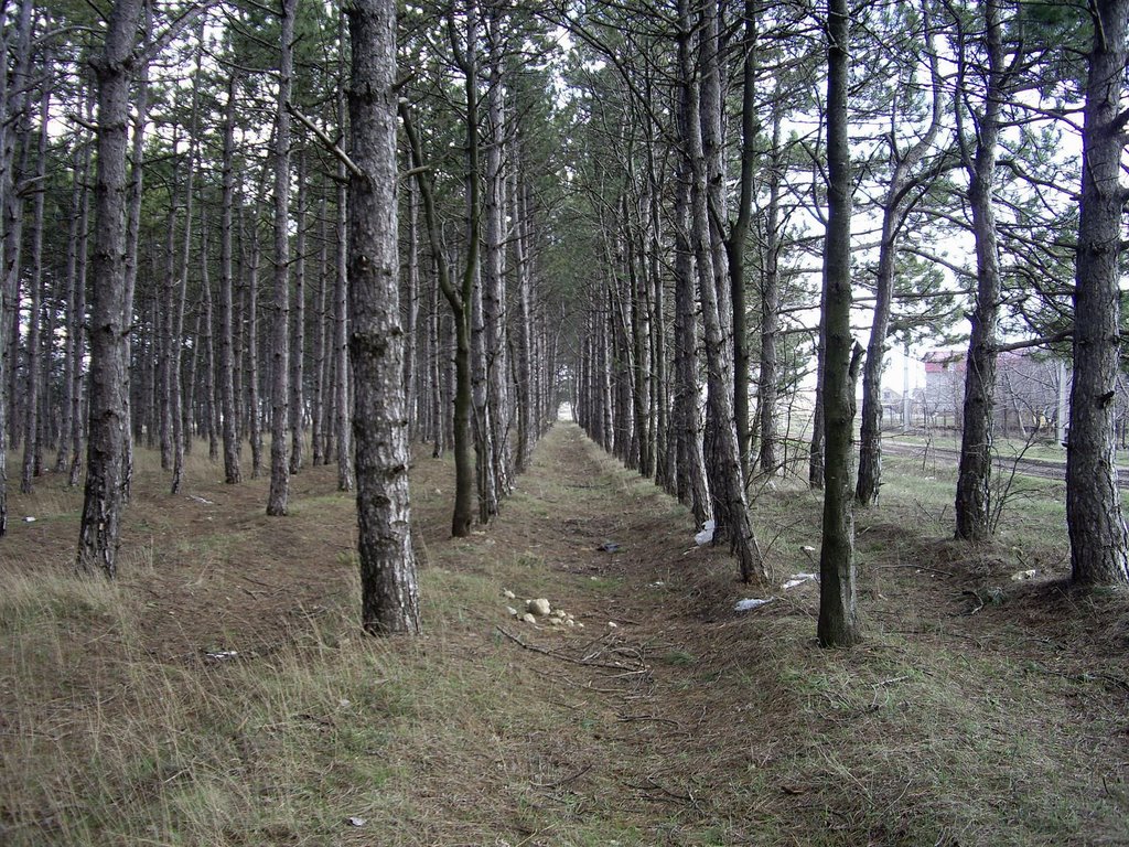 Лесопосадка.