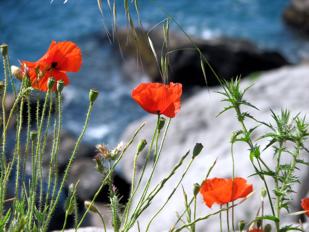 Simeiz, poppy (Симеиз, мак цветет)