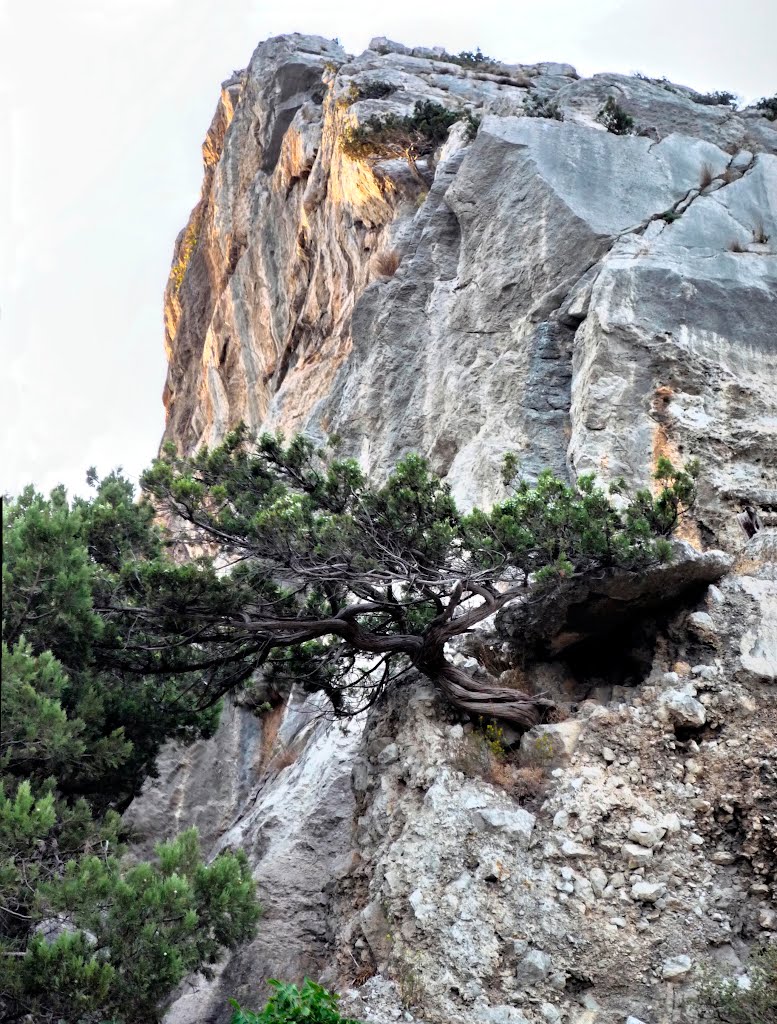 Crimean  super-bonsai :)