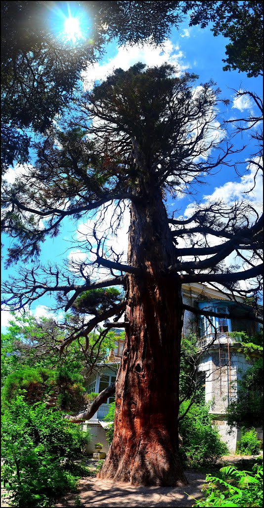 Giant tree.