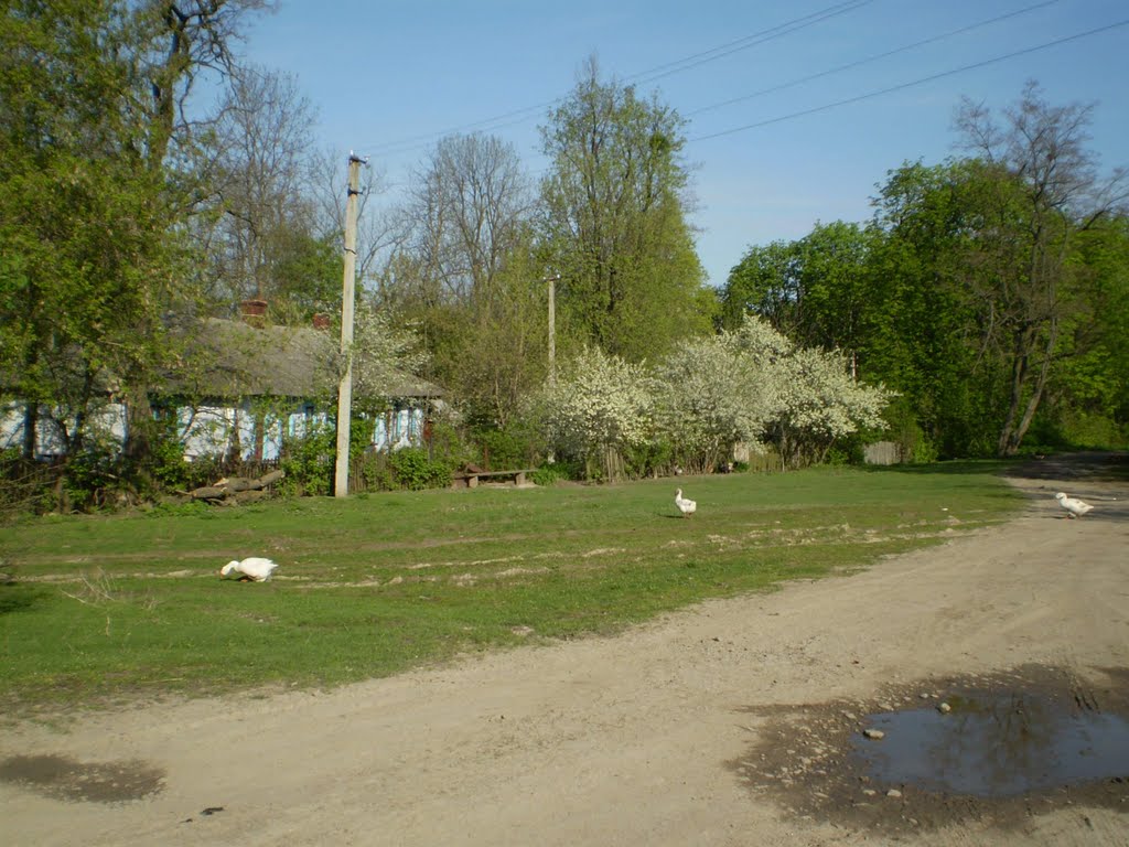 окраїна села