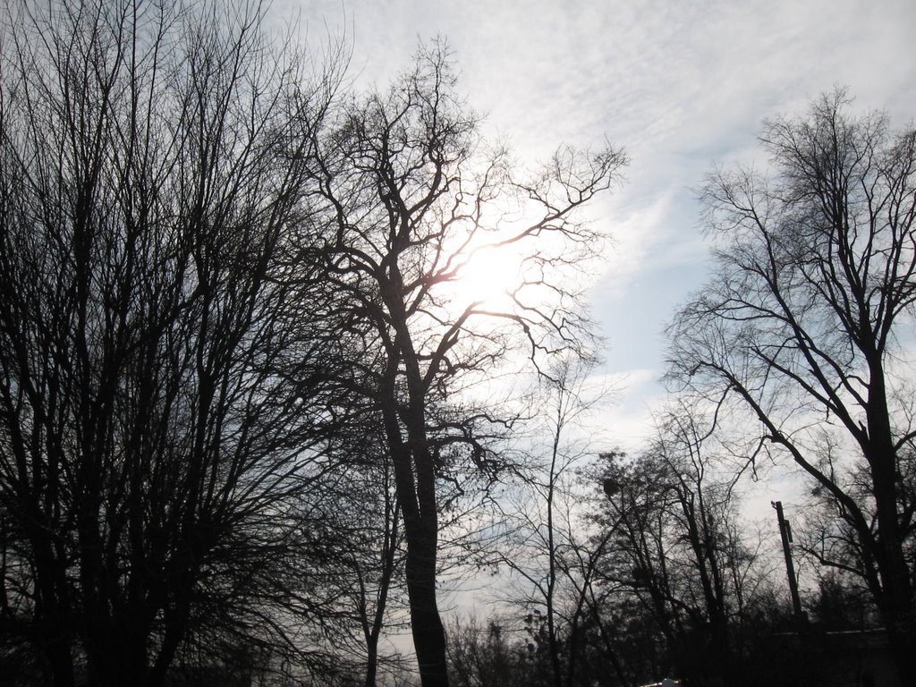 force of the trees