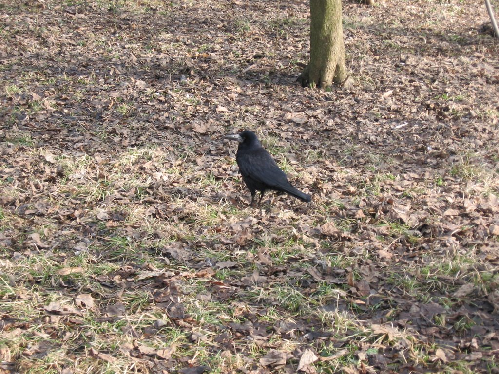 Rook