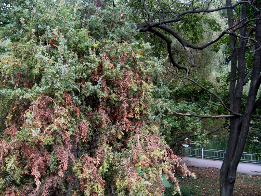 Autumns come...