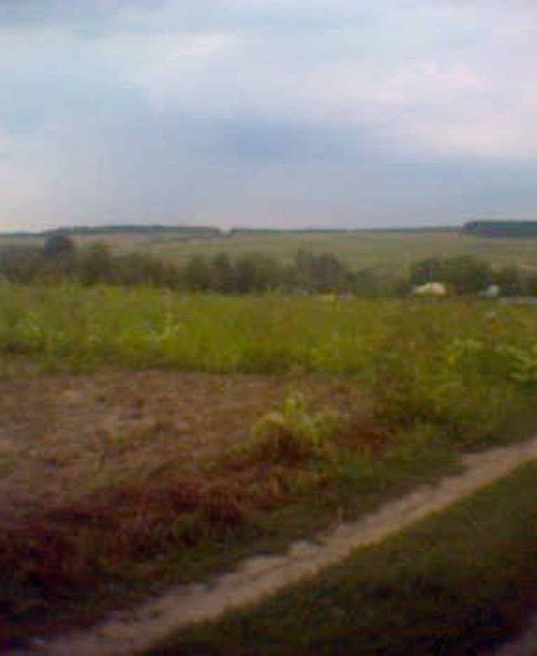 fields near Voronovitsa