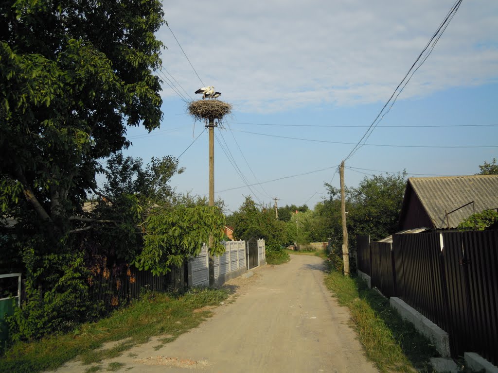 вулицями Гнівані