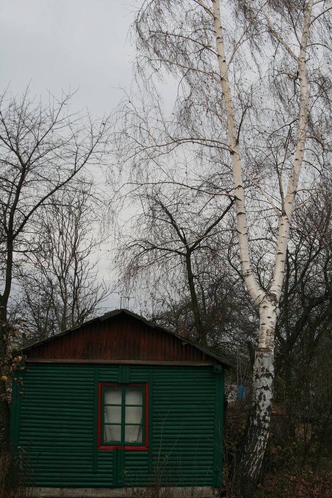 Берізка
