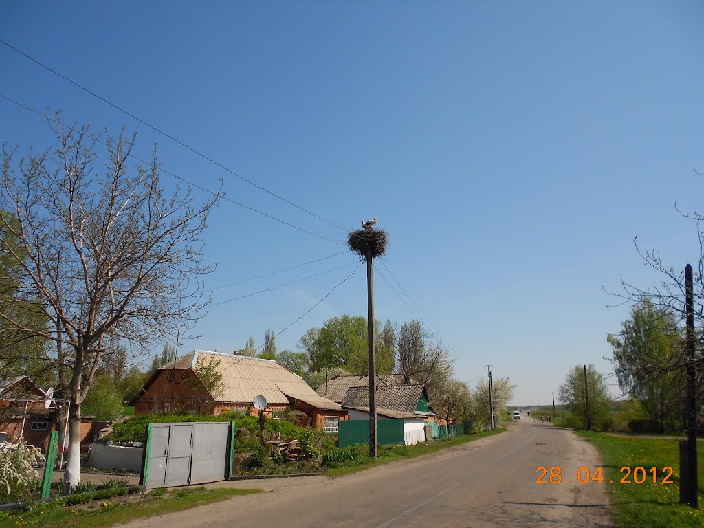 Лелеки