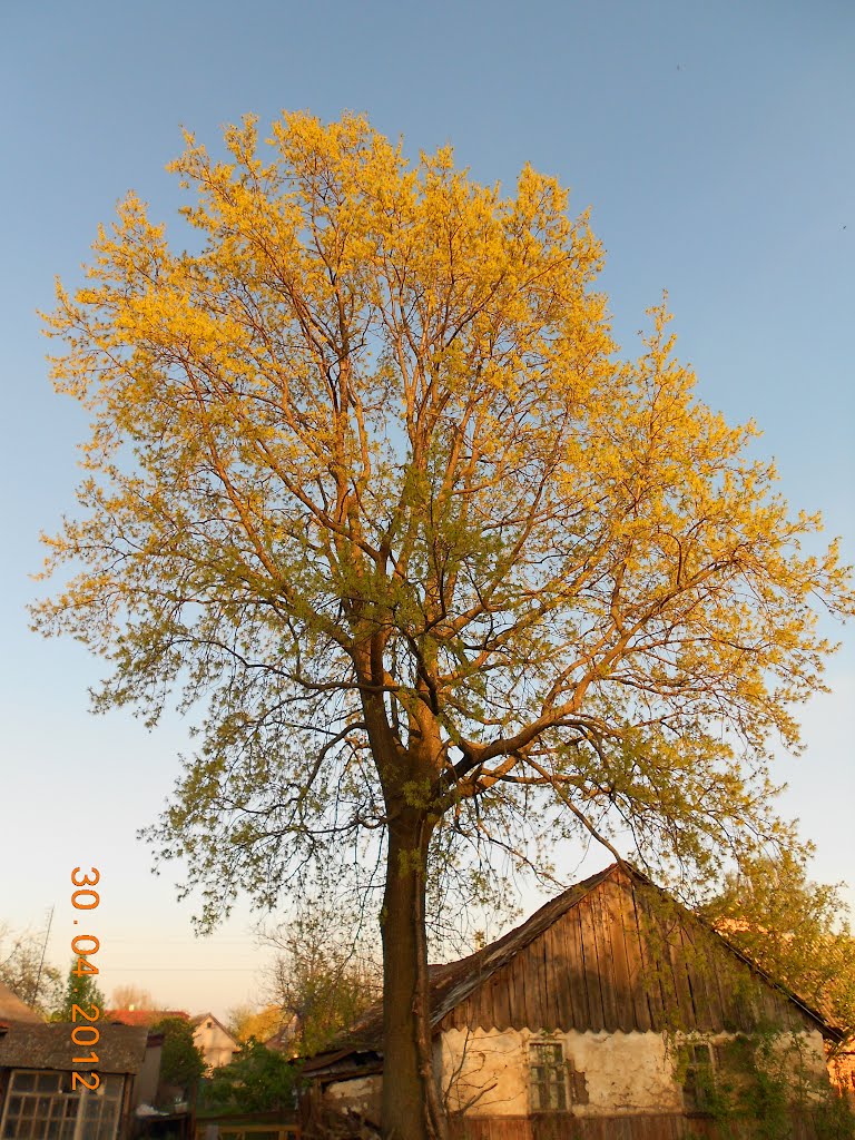 80-летний дуб