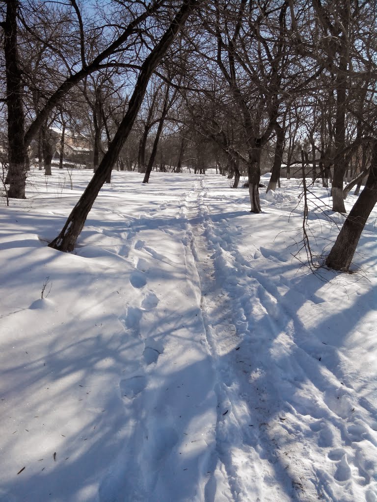 Снежная тропинка в парке (Зима 2014)