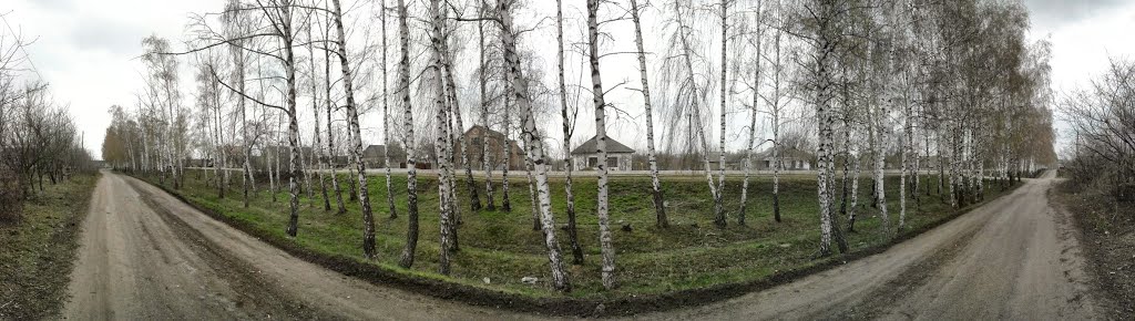 Берёза у дороги