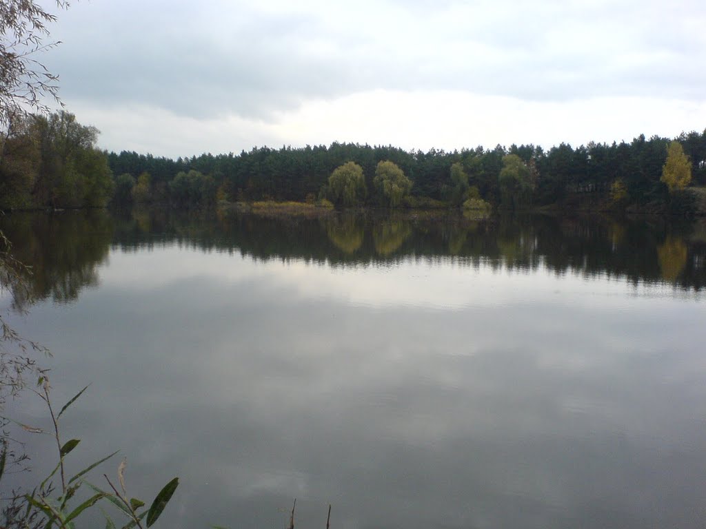 Pines and river