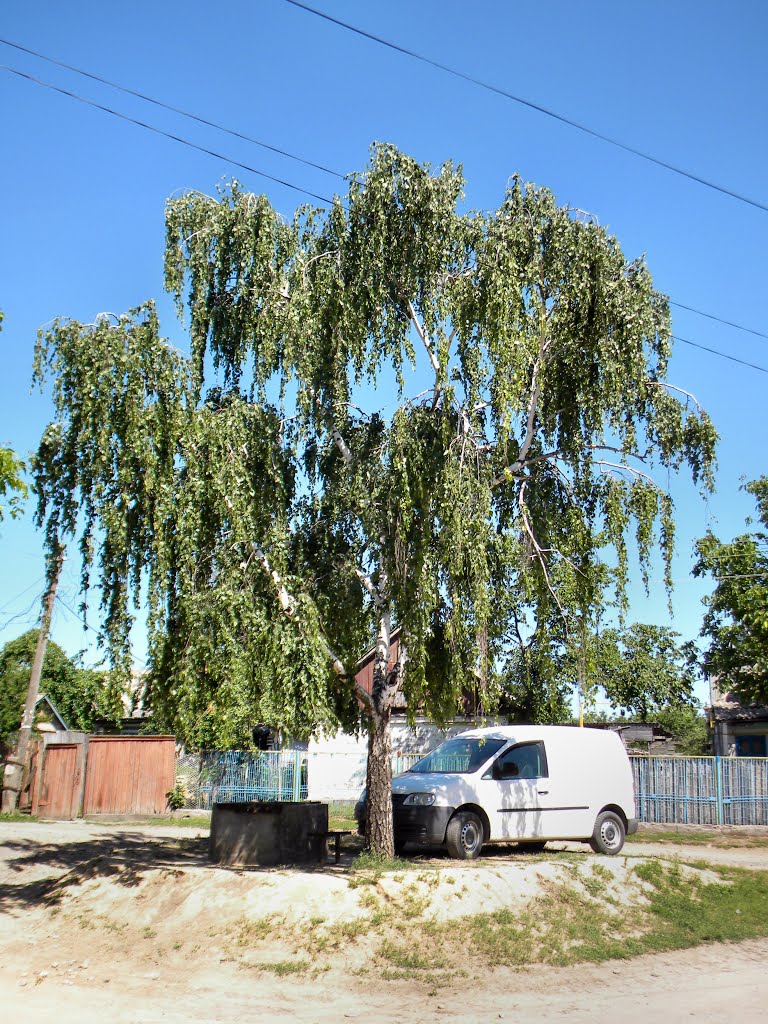 Берёза у колодца