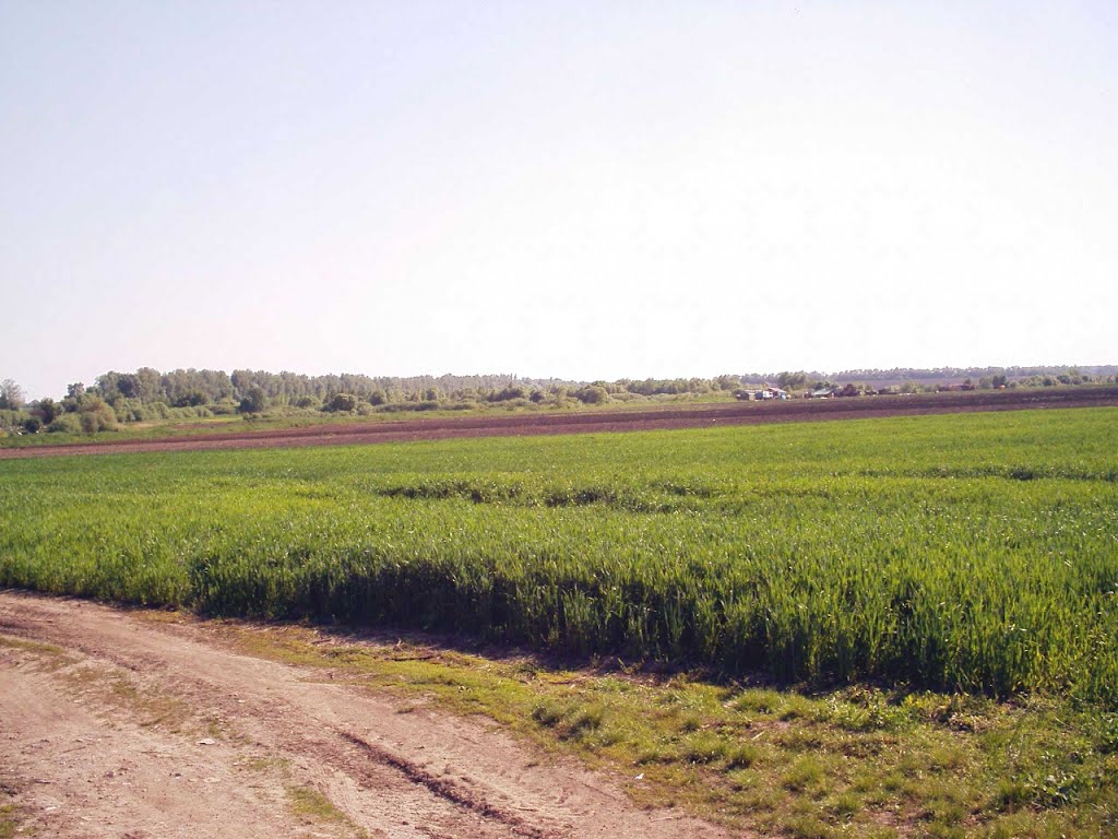 Окраина Литина. Поле