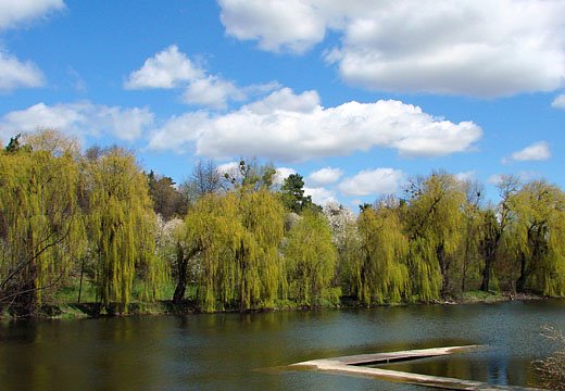 Nemiriv Lake 8